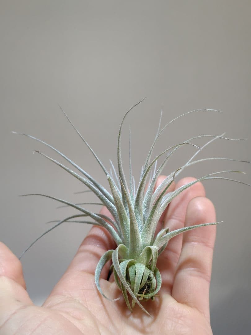 Tillandsia chapeuensis チャペウエンシス