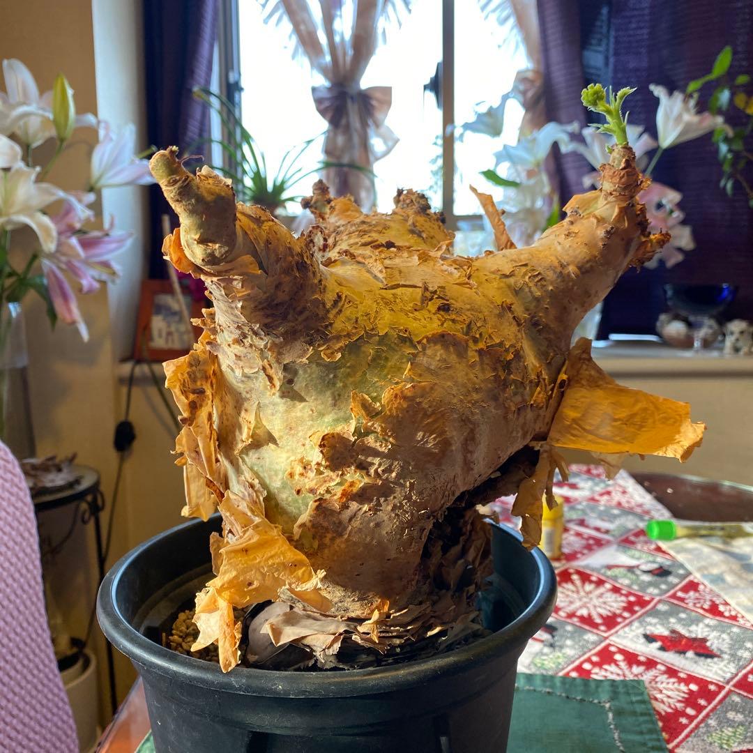 珍キフォステンマ マクロプス 大大 現地球