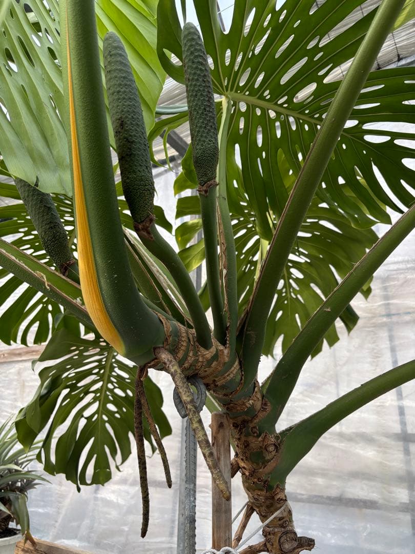 モンステラ 観葉植物 大きな葉付き