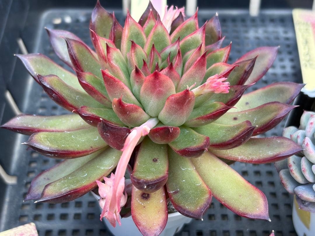 おらいさん苗12個セット　そわそわオマケで13苗ミックスベリア　エケベリア多肉