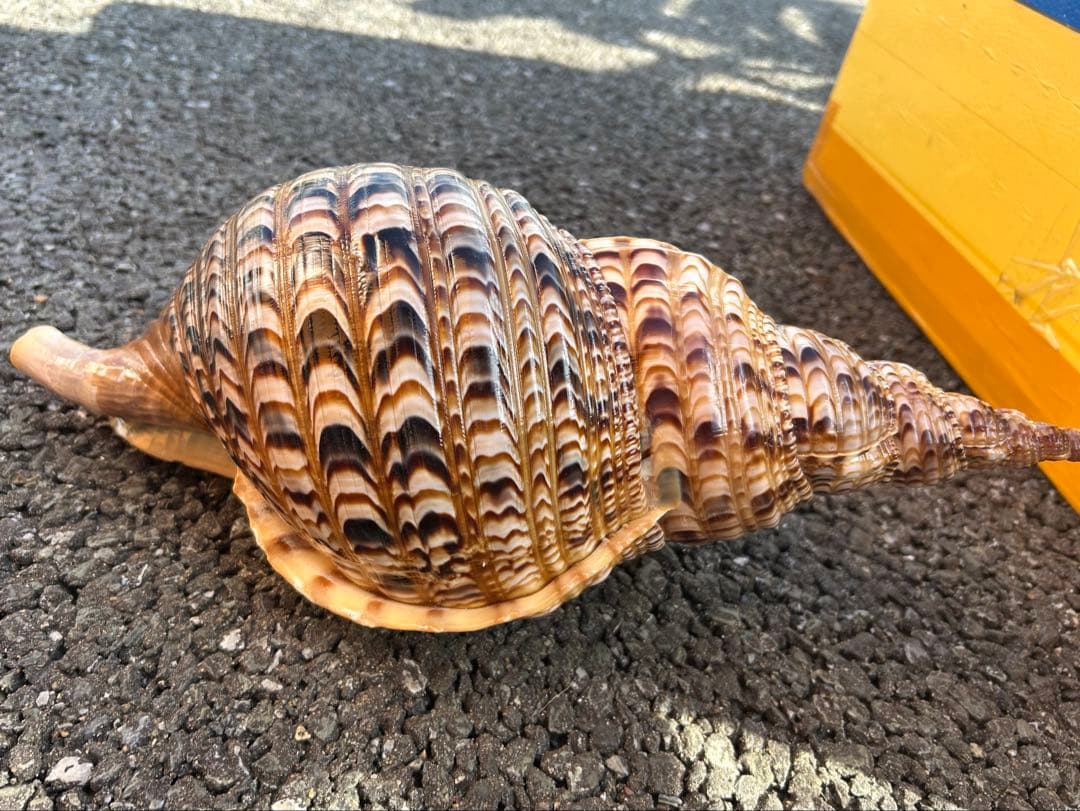 特大 39.7cm 法螺貝　蓋付
