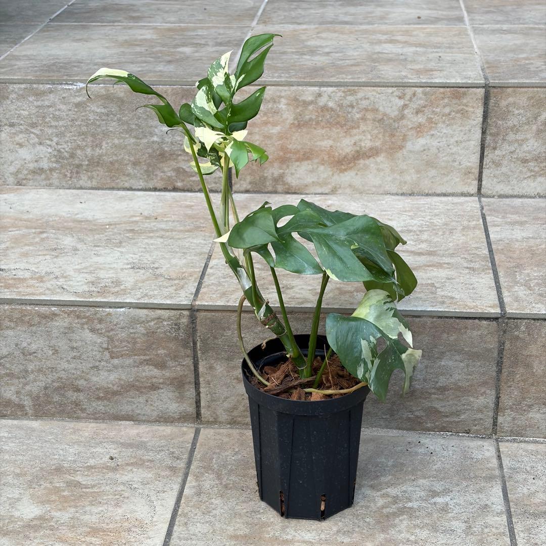 【セール】モンステラ　ヒメモンステラ　約4号鉢　No.001　鉢、送料込