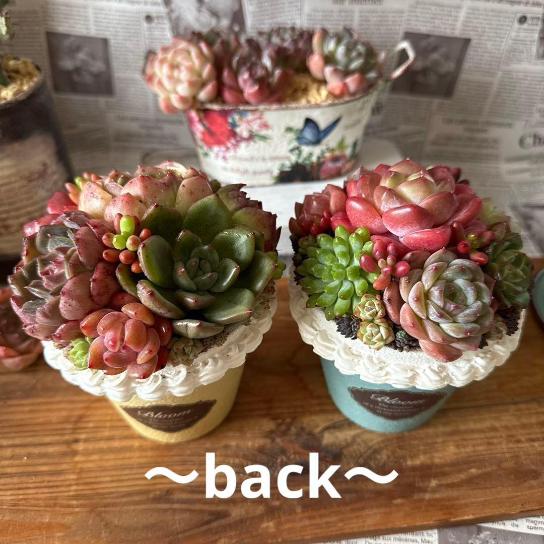❤︎sweets whip❤︎ そのまま飾れる多肉植物の寄せ植えリメ鉢ちまリメ缶