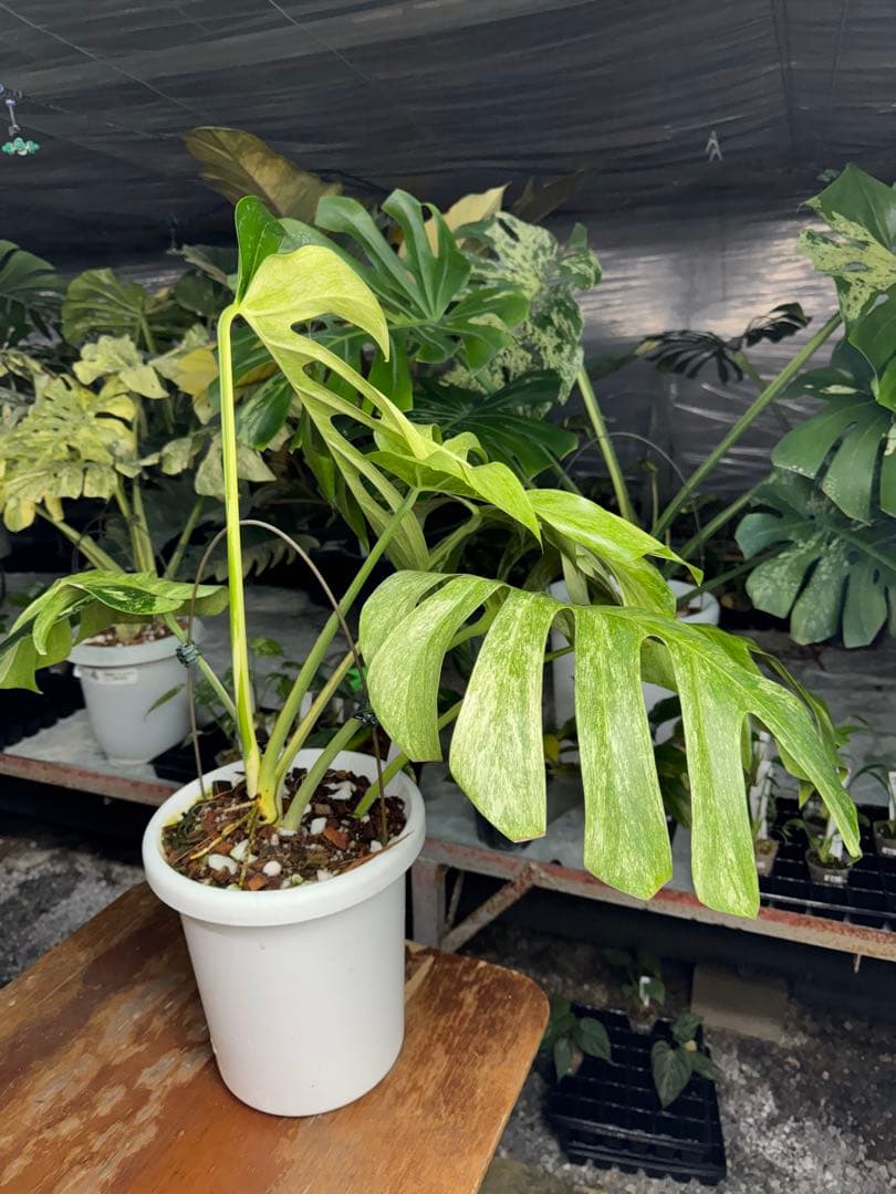 モンステラ　ボルギシアナ　x デリシオーサ　ミント　超美斑入り作品株