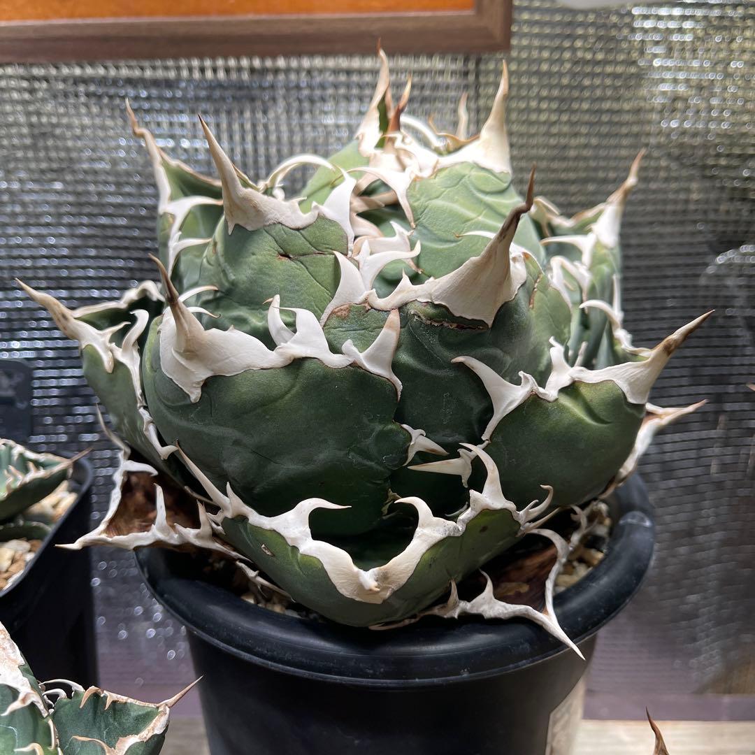 白鯨　巨大ボールタイプ　鉢ごと。