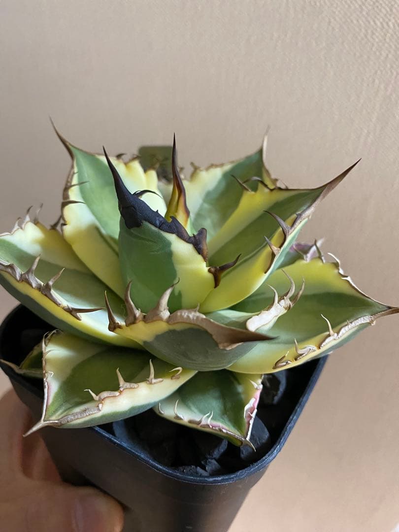 アガベ チタノタ スナグルトゥース