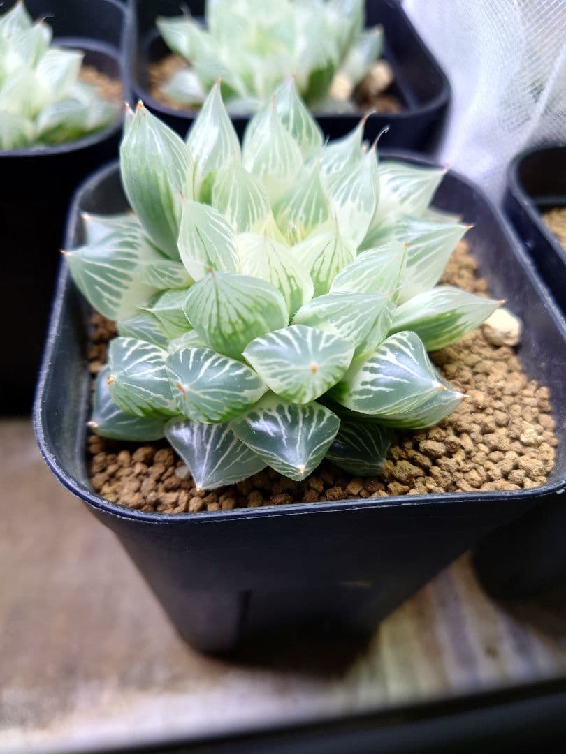 【白蛇伝】確定子株付き　子株多数　極上株