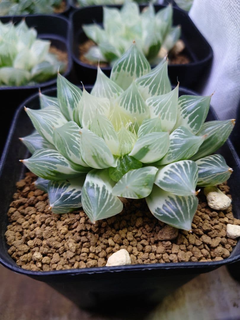 【白蛇伝】確定子株付き　子株多数　極上株