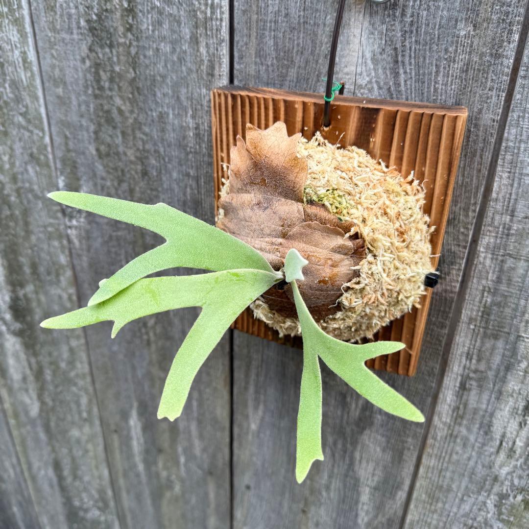 P. willinckii cv. Sombrero (pup) ビカクシダ