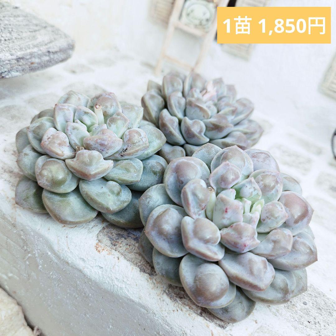 よっしー様 リクエスト 10点 まとめ商品