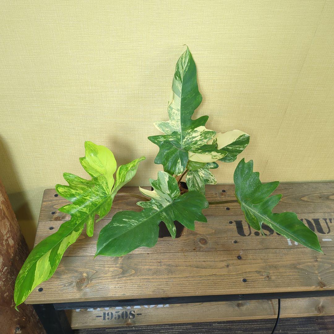 A*S様 Philodendron Florida Beauty x mayoi
