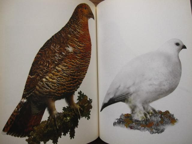 アート・デザイン・音楽 An Vogelhausen Mangelt Es Jedoch Nicht