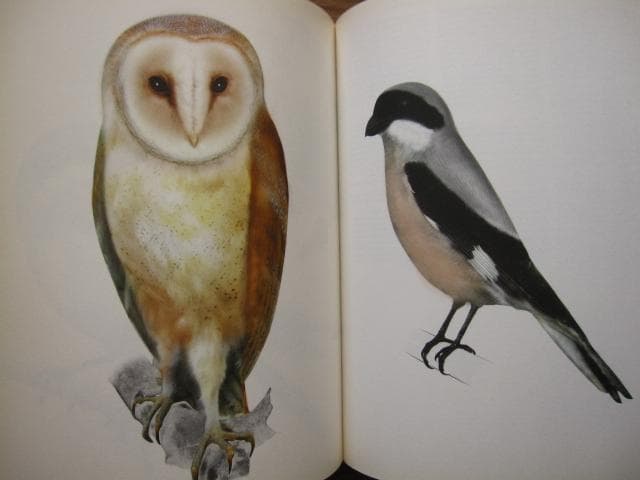 アート・デザイン・音楽 An Vogelhausen Mangelt Es Jedoch Nicht