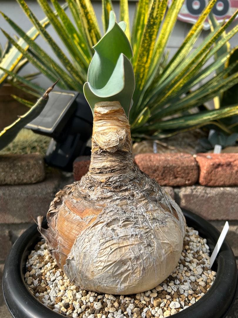 ブーファン ハエマンソイデス 鉢ごと　塊根　冬型