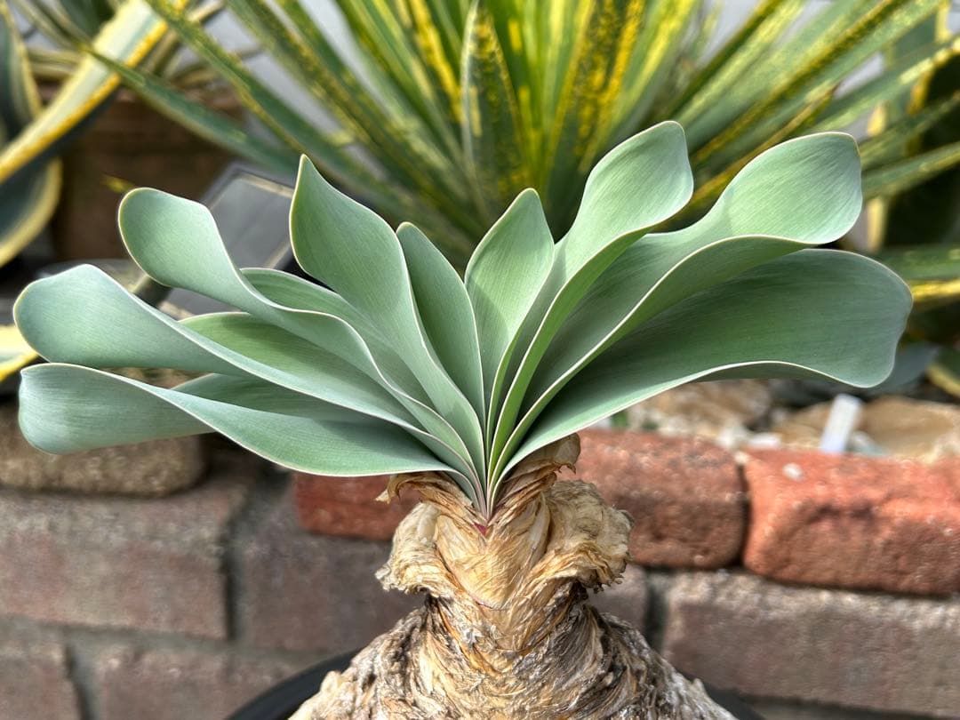 ブーファン ハエマンソイデス 鉢ごと　塊根　冬型