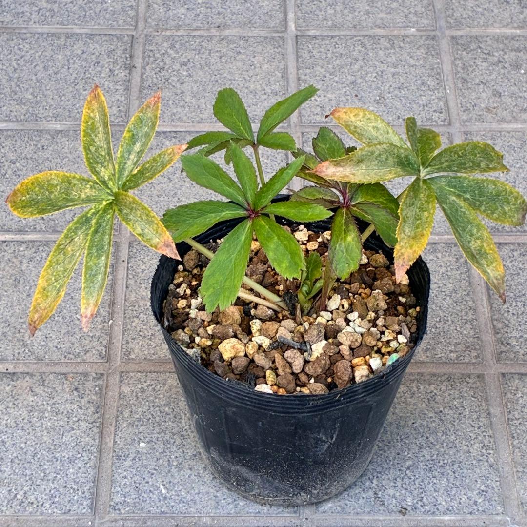 ま*️様 ☘️超レア☘️根充実❤️ワサワサ元気株❤️⭐️超透明感⭐️極上⭐️【蜃