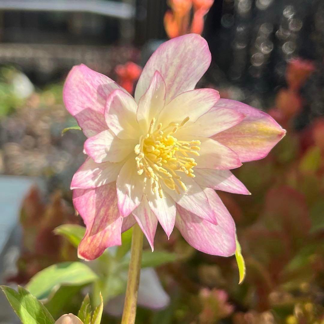ま*️様 ☘️超レア☘️根充実❤️ワサワサ元気株❤️⭐️超透明感⭐️極上⭐️【蜃