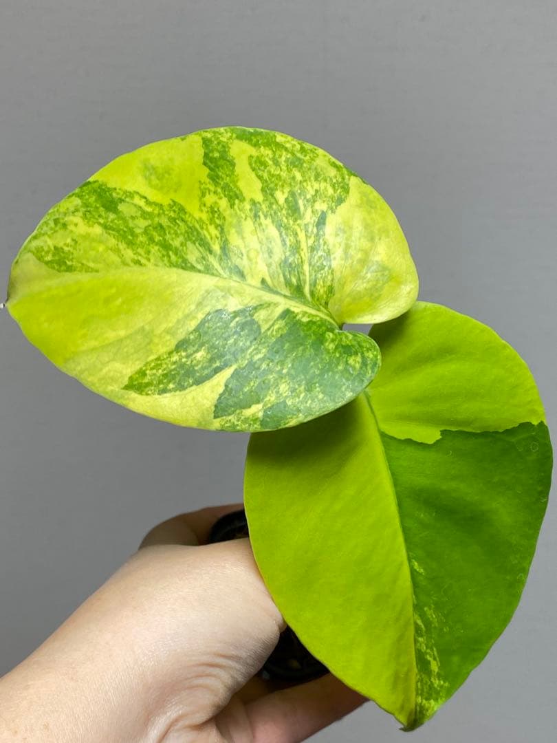 み*ん様 【これは本物です✨】モンステラ　イエローマリリン　黄斑　オーレア　希少