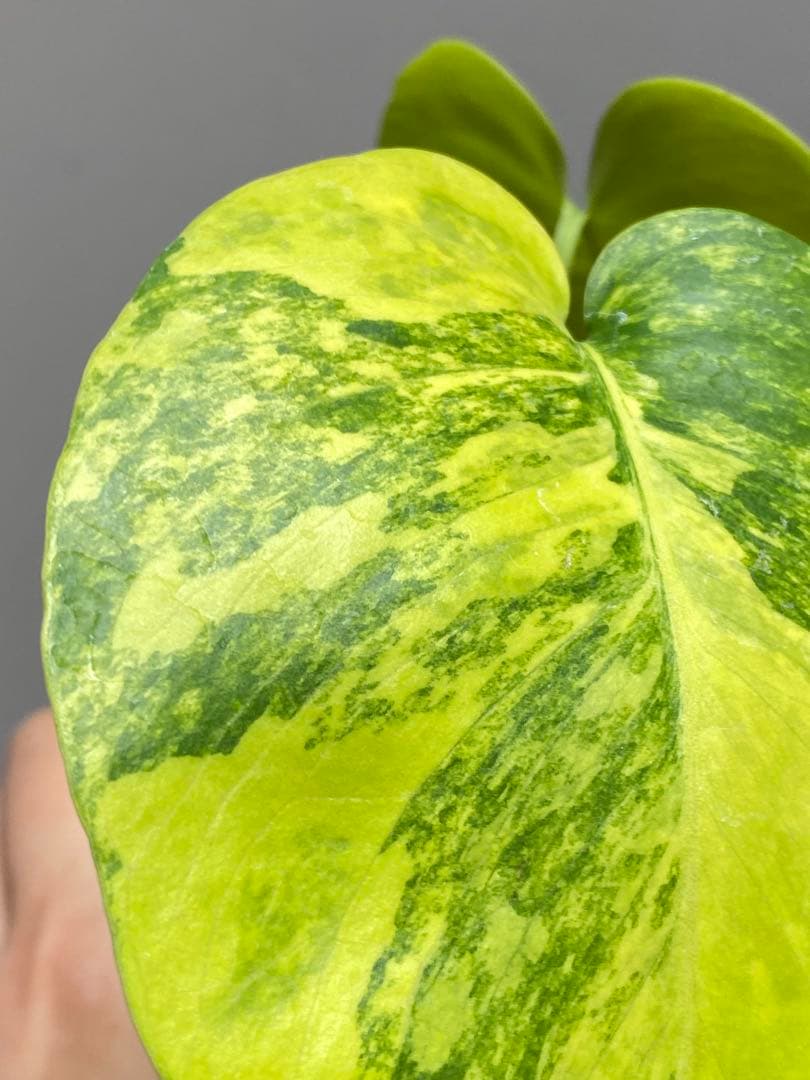 み*ん様 【これは本物です✨】モンステラ　イエローマリリン　黄斑　オーレア　希少