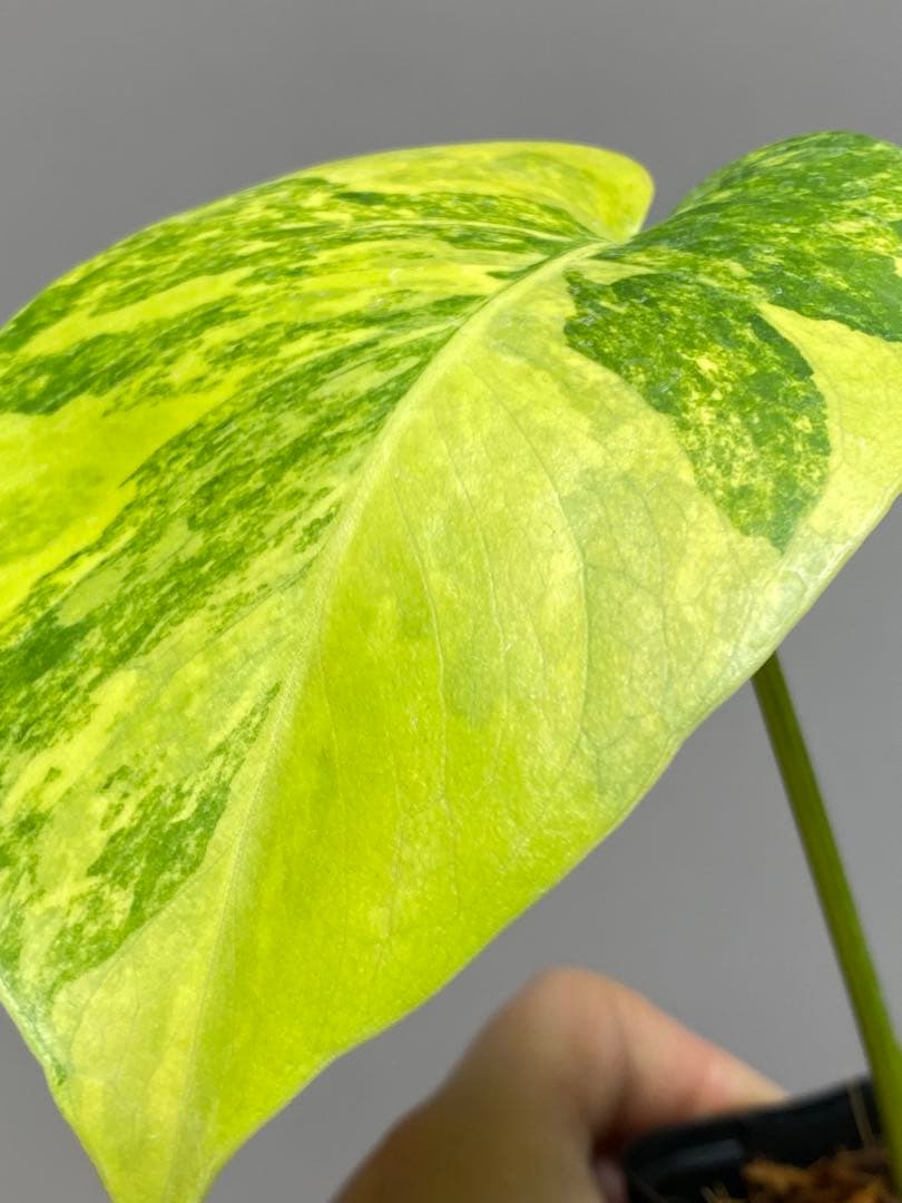 み*ん様 【これは本物です✨】モンステラ　イエローマリリン　黄斑　オーレア　希少