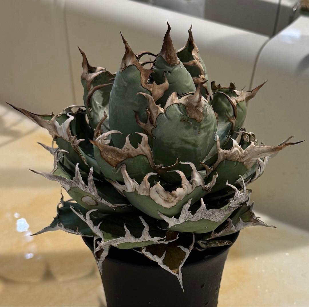 【鉢ごと発送】アガベ チタノタ スーパーシーザー 活着【超バンド・強トップ子株付