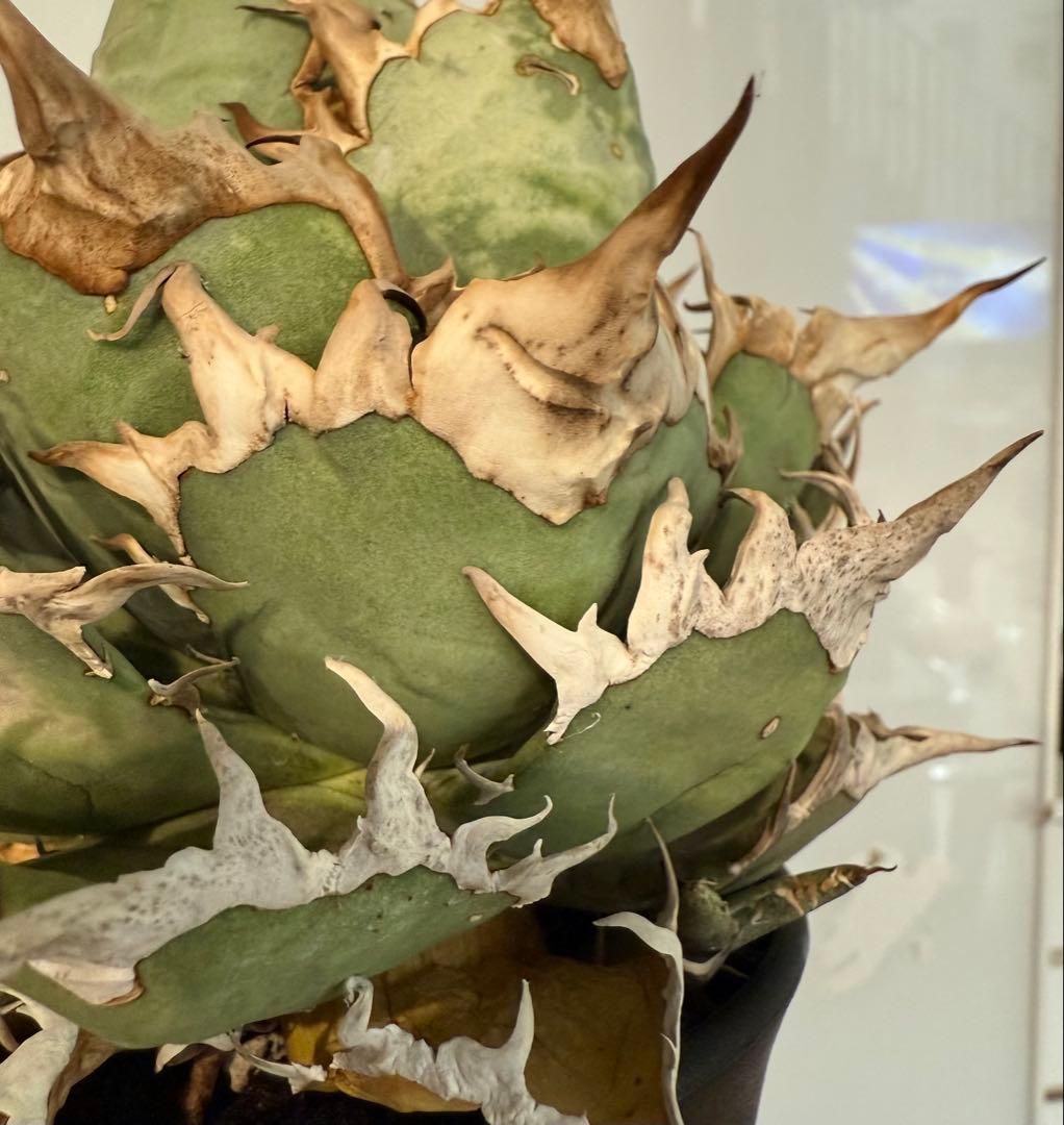 【鉢ごと発送】アガベ チタノタ スーパーシーザー 活着【超バンド・強トップ子株付