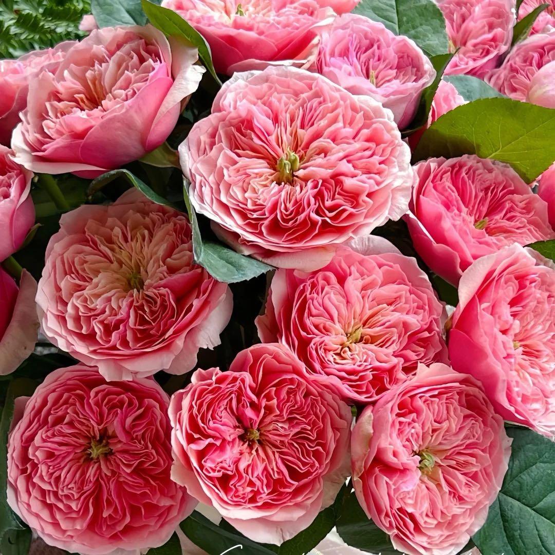 「ベティ」切り花品種バラ苗　Rome♡ Rose