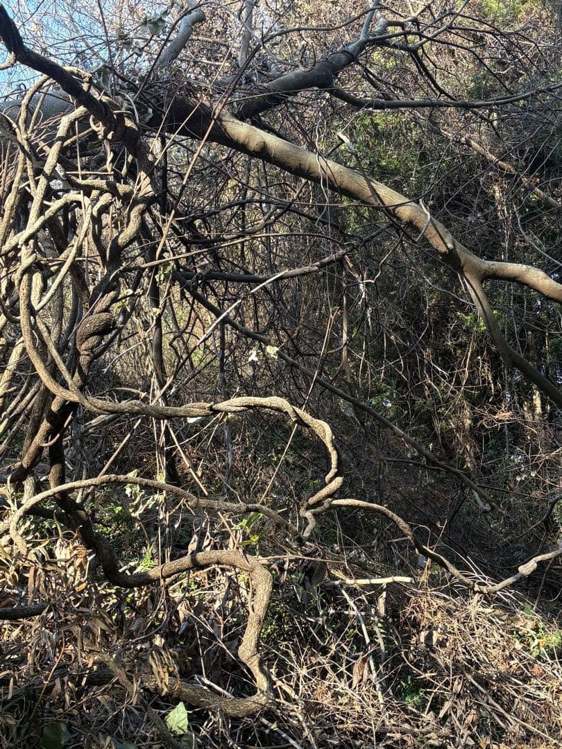 天然素材✴️ランナー 蔓✴️匍匐 つる✴️採りたて かご編み