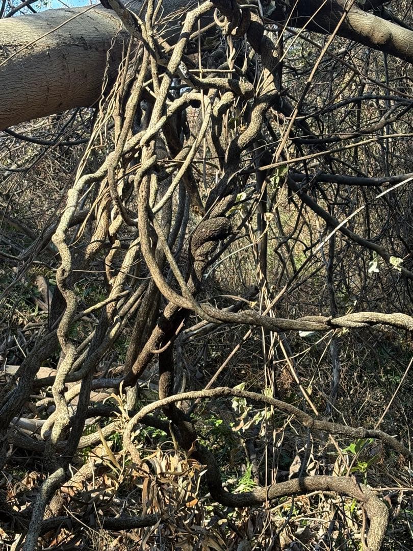 天然素材✴️ランナー 蔓✴️匍匐 つる✴️採りたて かご編み