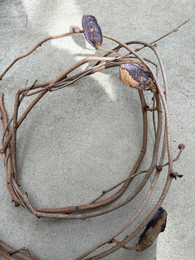 天然素材✴️ランナー 蔓✴️匍匐 つる✴️採りたて かご編み