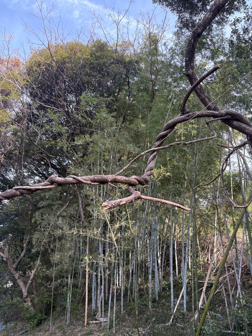 天然素材✴️ランナー 蔓✴️匍匐 つる✴️採りたて かご編み