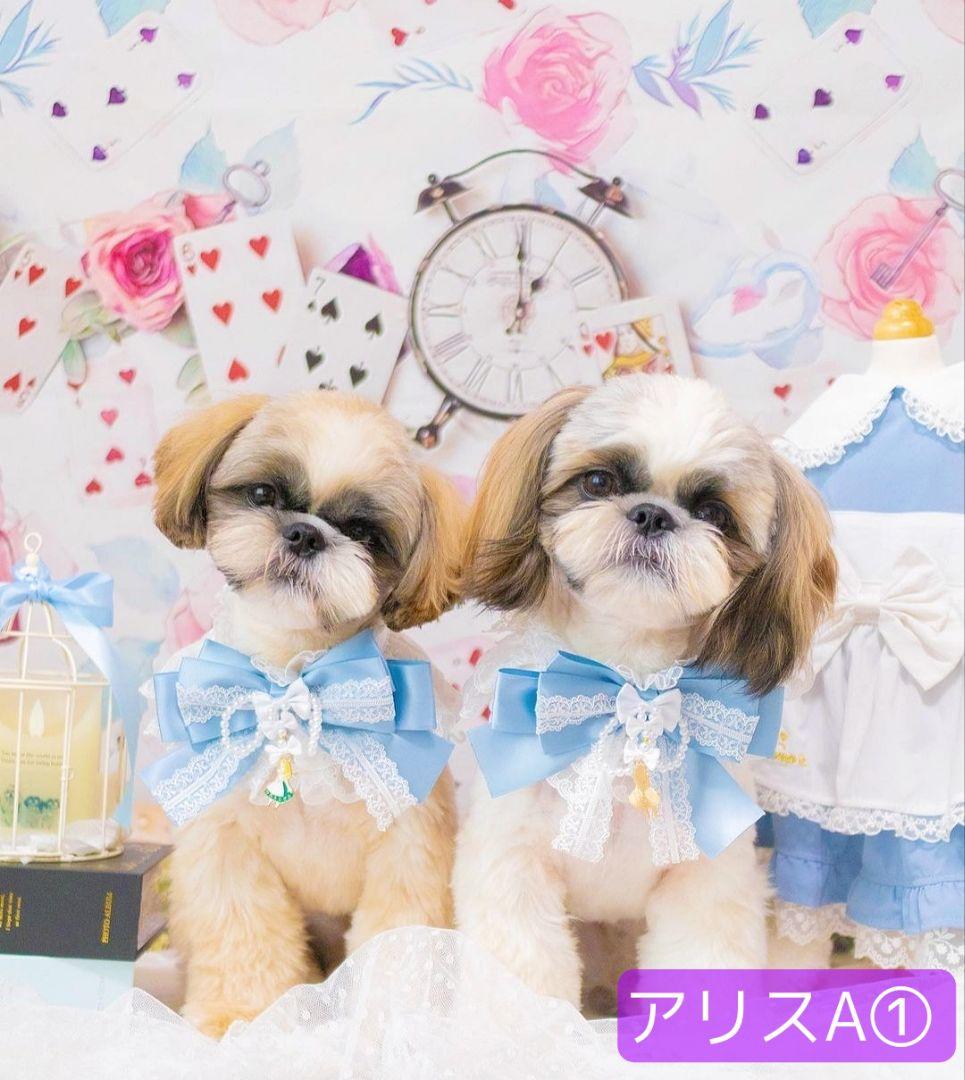 背景布+秋色チョーカー　パンパスグラス　お月見　十五夜　ペットサロン撮影用