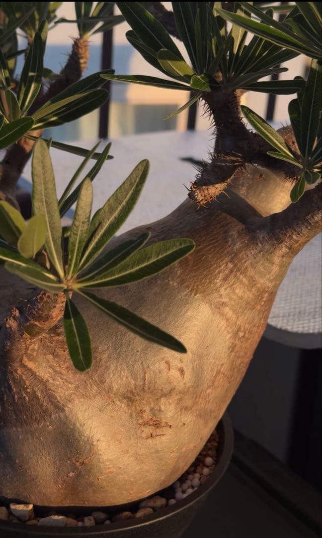 グラキリス大株　現地球発根株　鉢ごと発送