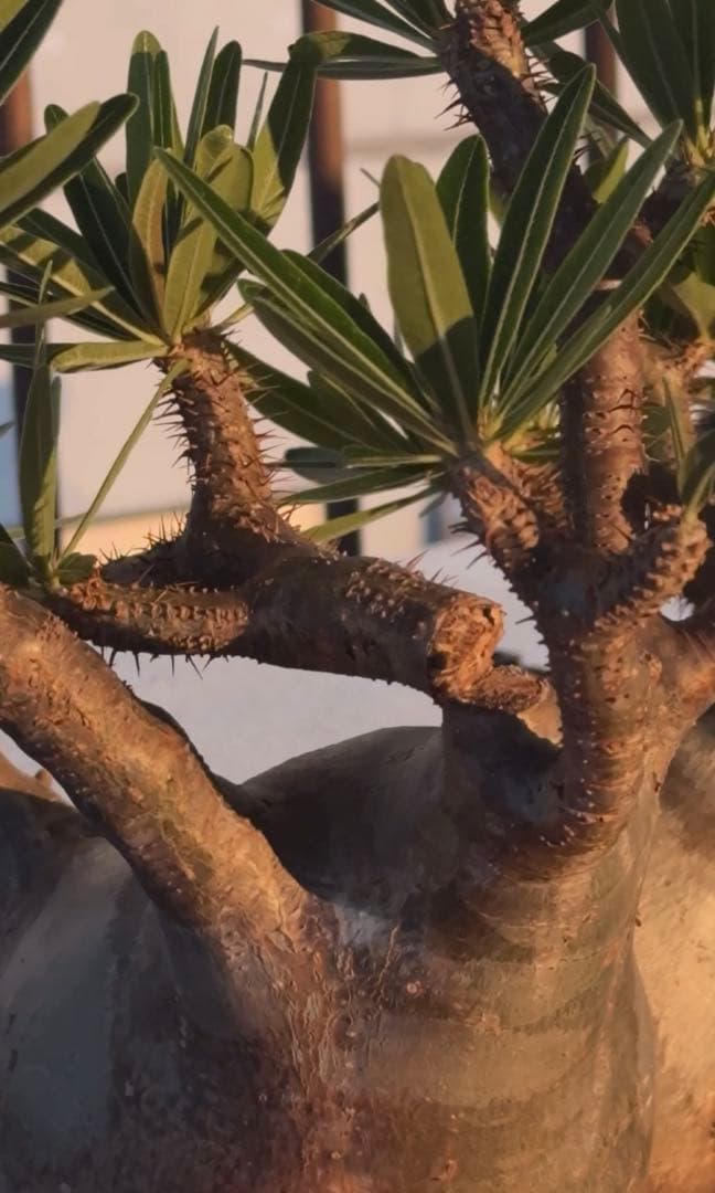 グラキリス大株　現地球発根株　鉢ごと発送