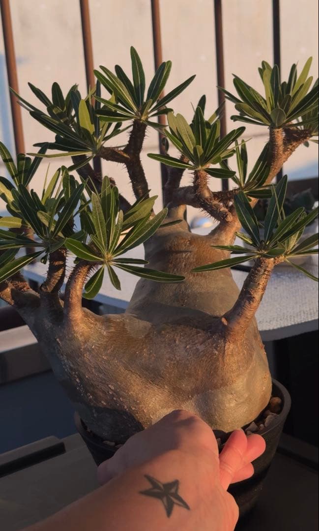 グラキリス大株　現地球発根株　鉢ごと発送