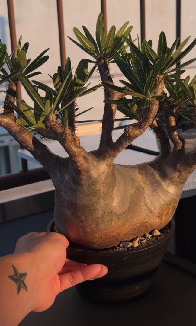 グラキリス大株　現地球発根株　鉢ごと発送