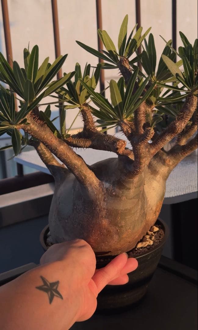 グラキリス大株　現地球発根株　鉢ごと発送