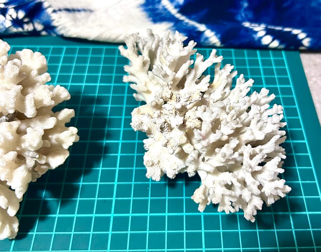 天然白サンゴ 置物 2点セット
