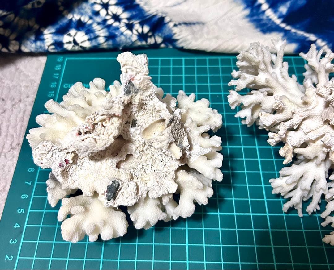 天然白サンゴ 置物 2点セット