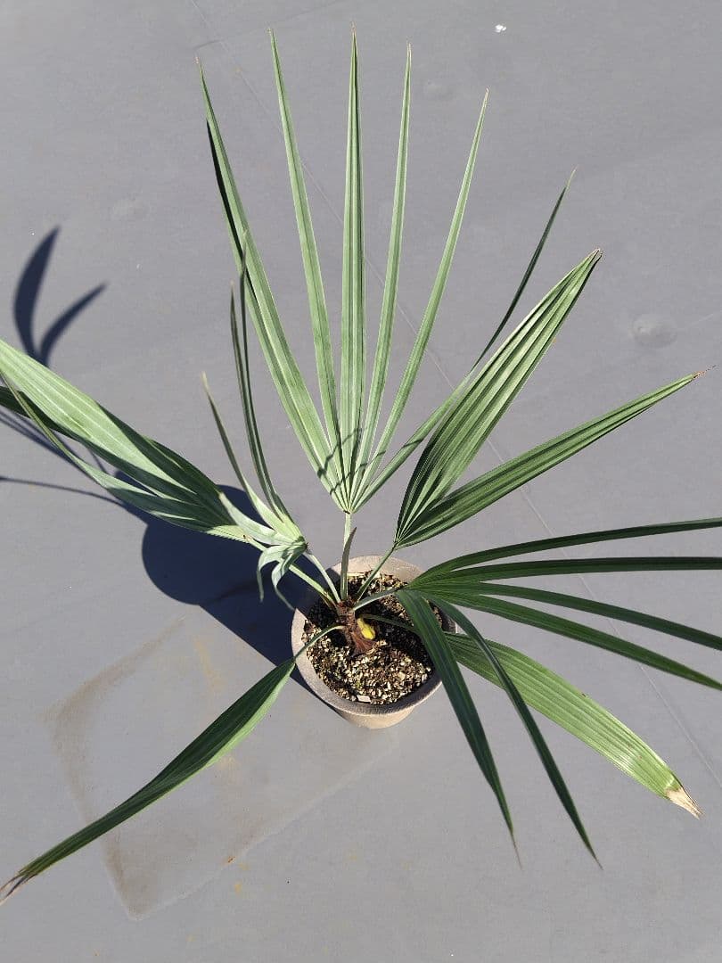 Brahea armata　トゲハクセンヤシ　ブラヘア アルマータ