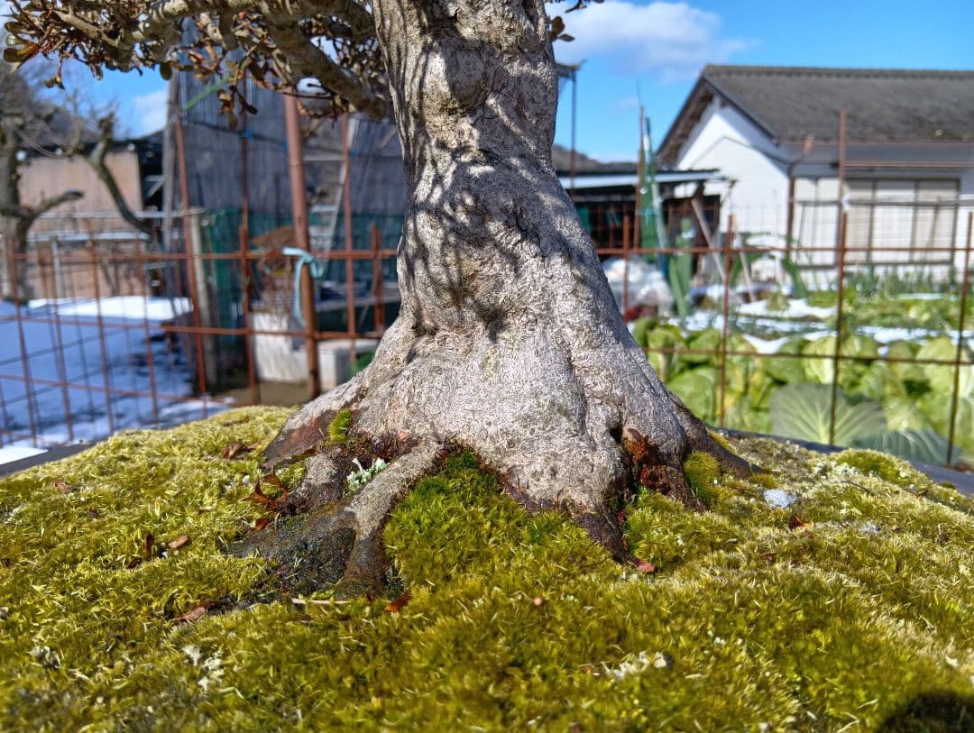 皐月大品盆栽深山満月‼️185000円〜50%引き92500円‼️2月1日まで