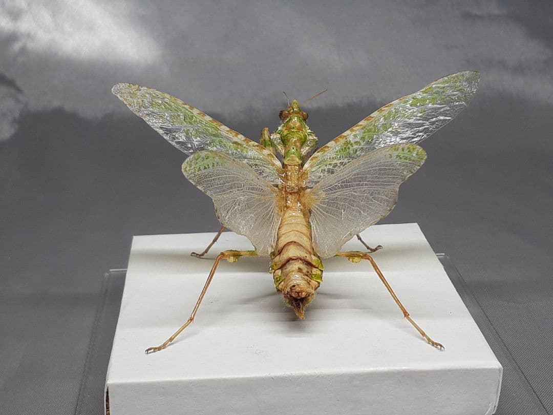アザミカマキリ雌　立体標本