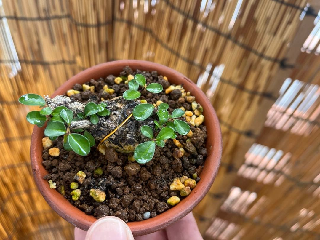 ✨✨✨superガジュマル【ジブリの世界】検/宮古ガジュマル♪セール♪