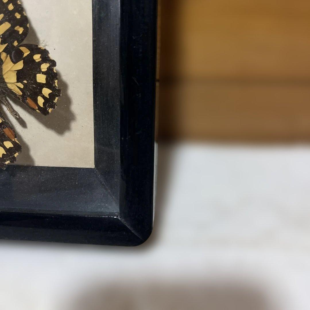 レトロ　モルフォ蝶他標本