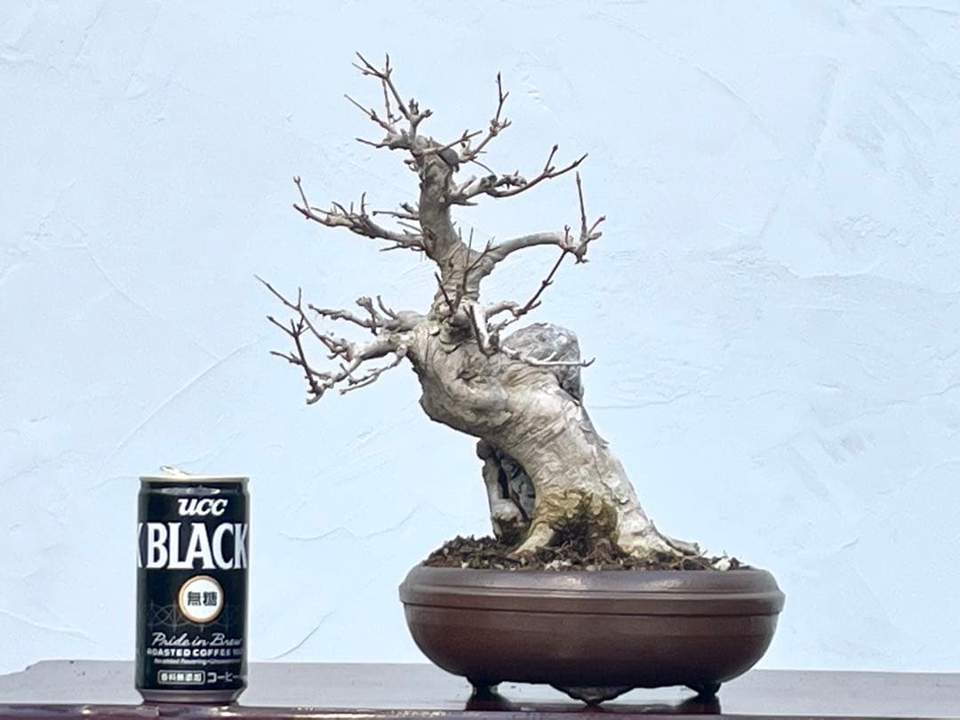 三河盆栽　石付き楓　イシツキ　カエデ　古木　盆栽　太幹　石付き　葉物　人気品種