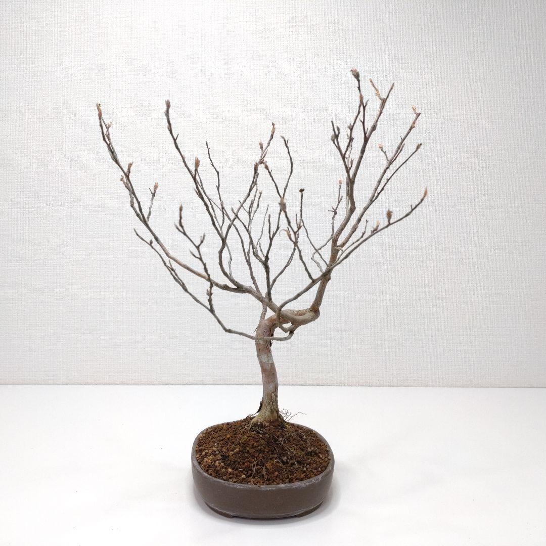 寒樹姫沙羅（ヒメシャラ）盆栽 SS023
