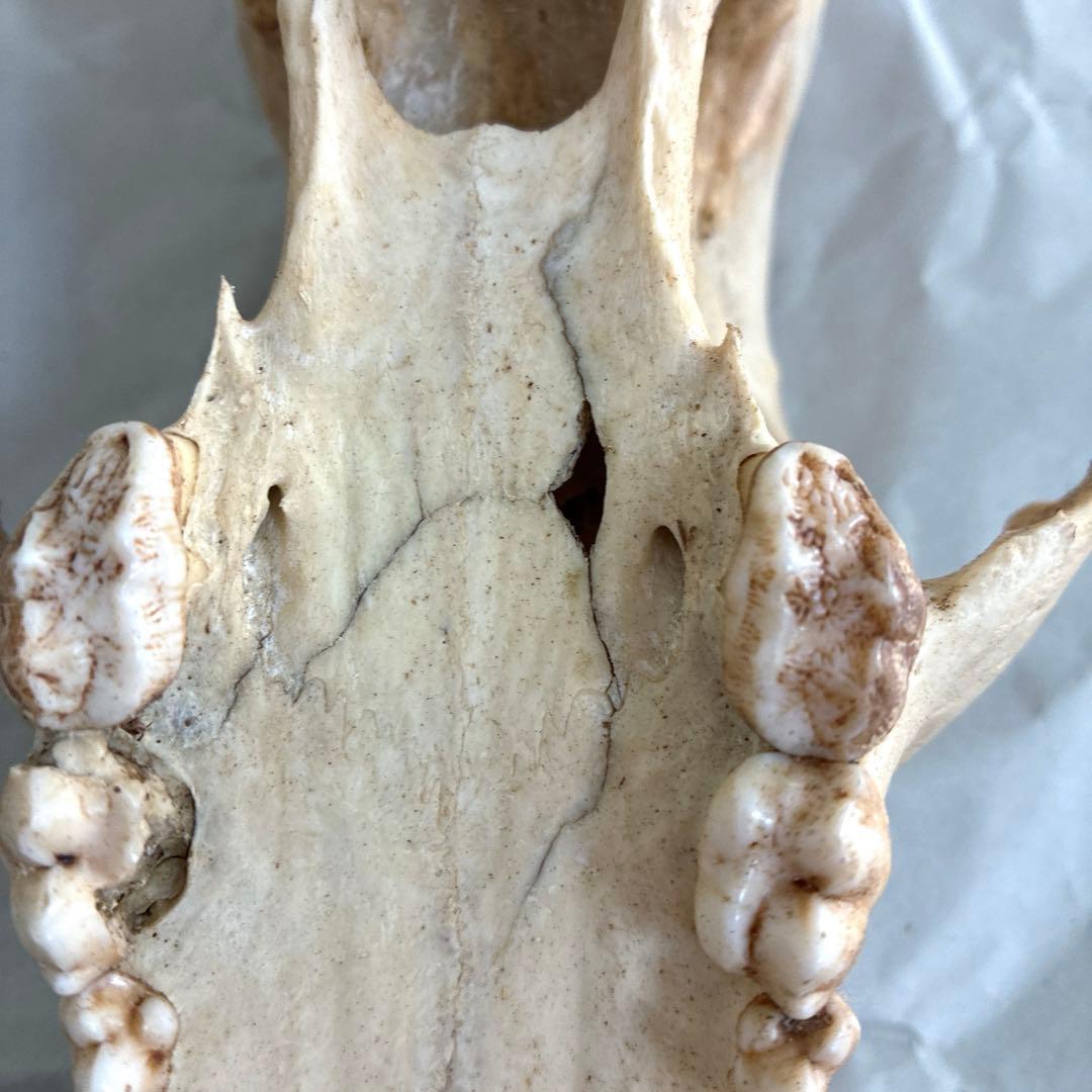 ツキノワグマ　頭骨　頭蓋骨　標本　置物