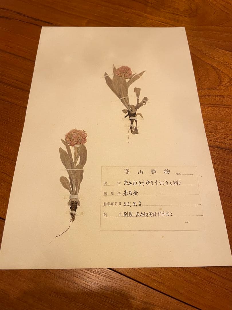 アンティーク　植物標本　高山植物　全57種