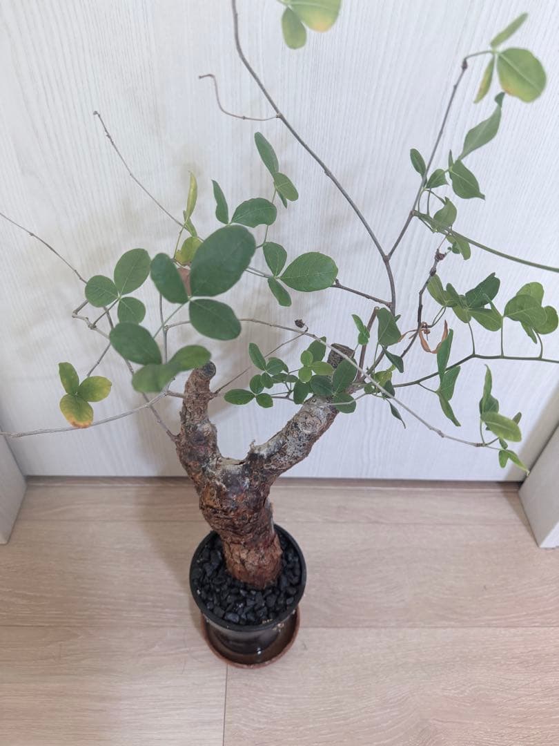 塊根植物 コミフォラ・オルビクラリス