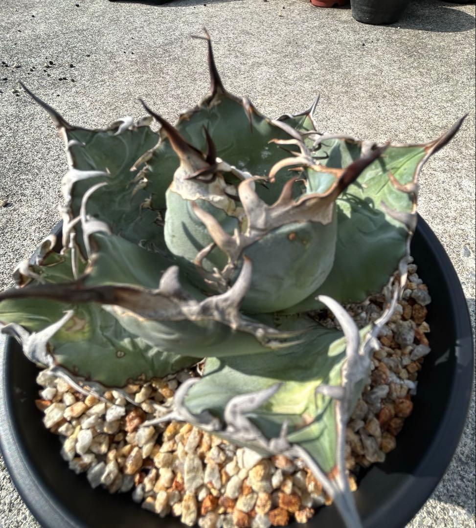 アガベ oaxaca oteroi 青葉 短葉 オアハカ オテロイ